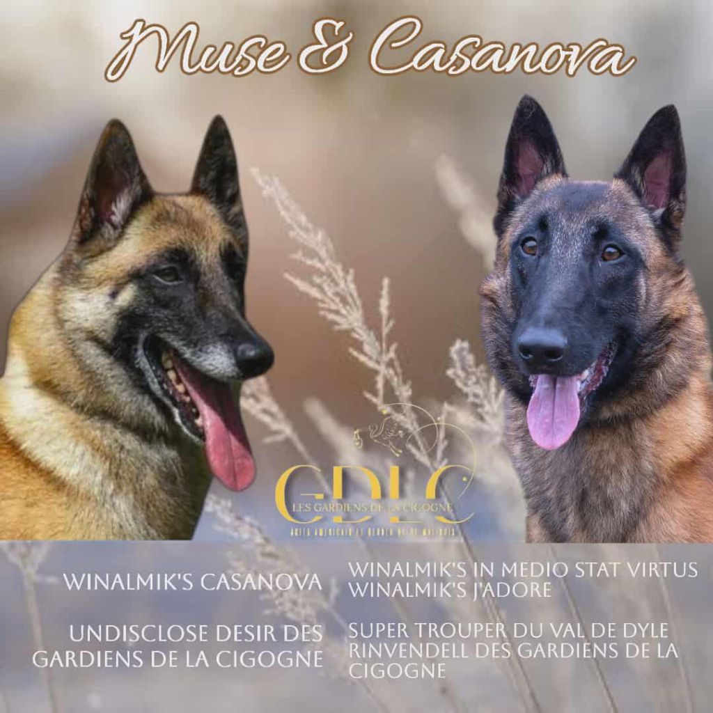 Chiot Berger Belge Des Gardiens De La Cigogne