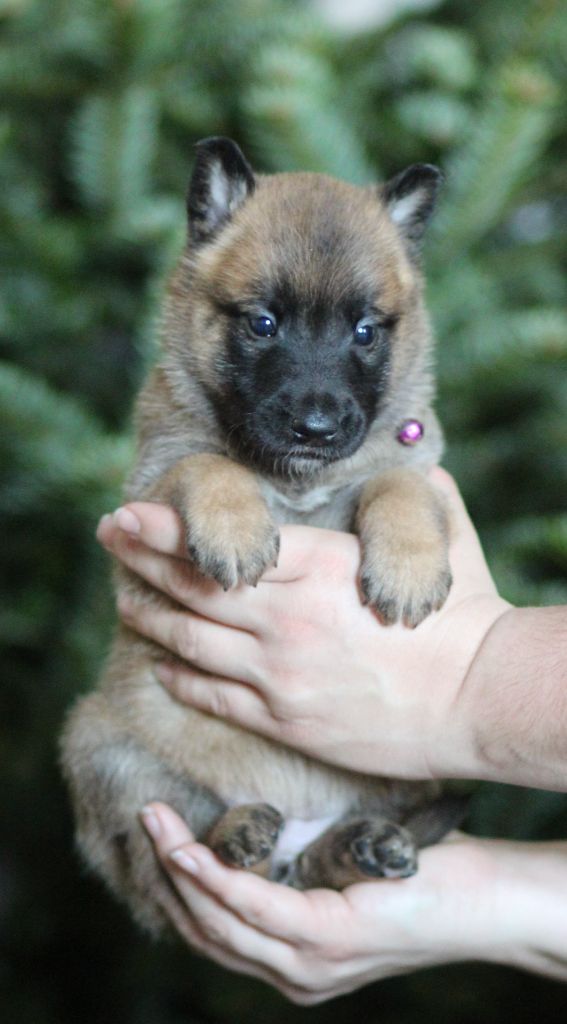 Des Gardiens De La Cigogne - Chiots disponibles - Berger Belge
