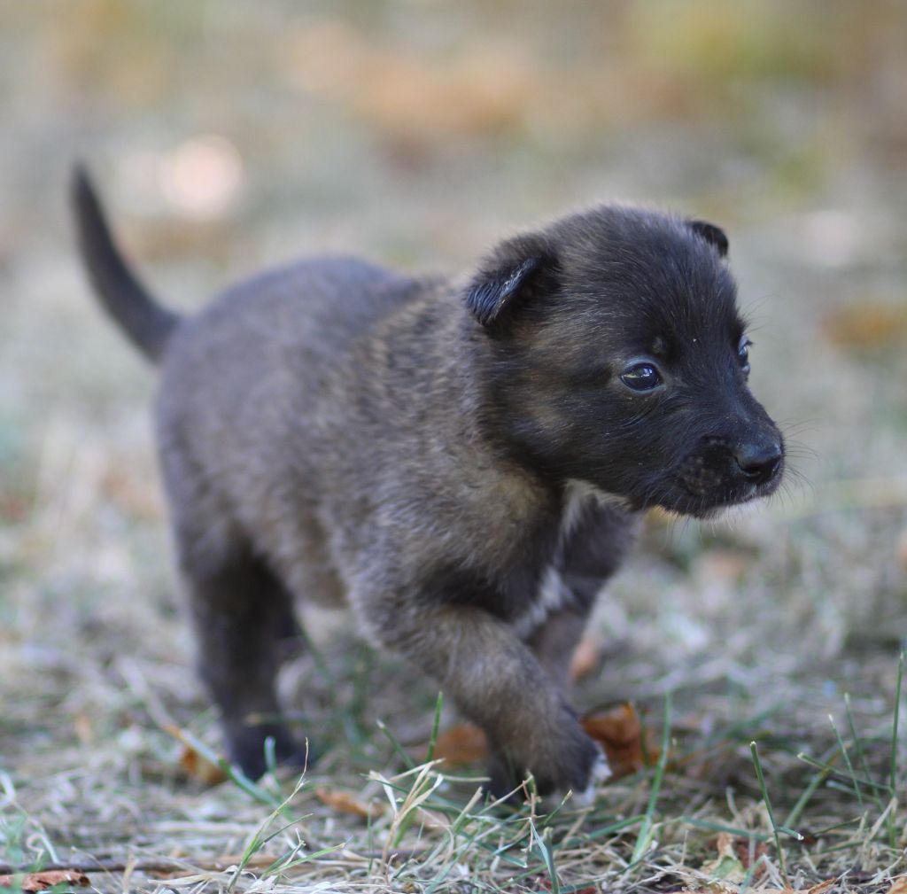 Des Gardiens De La Cigogne - Chiots disponibles - Berger Belge