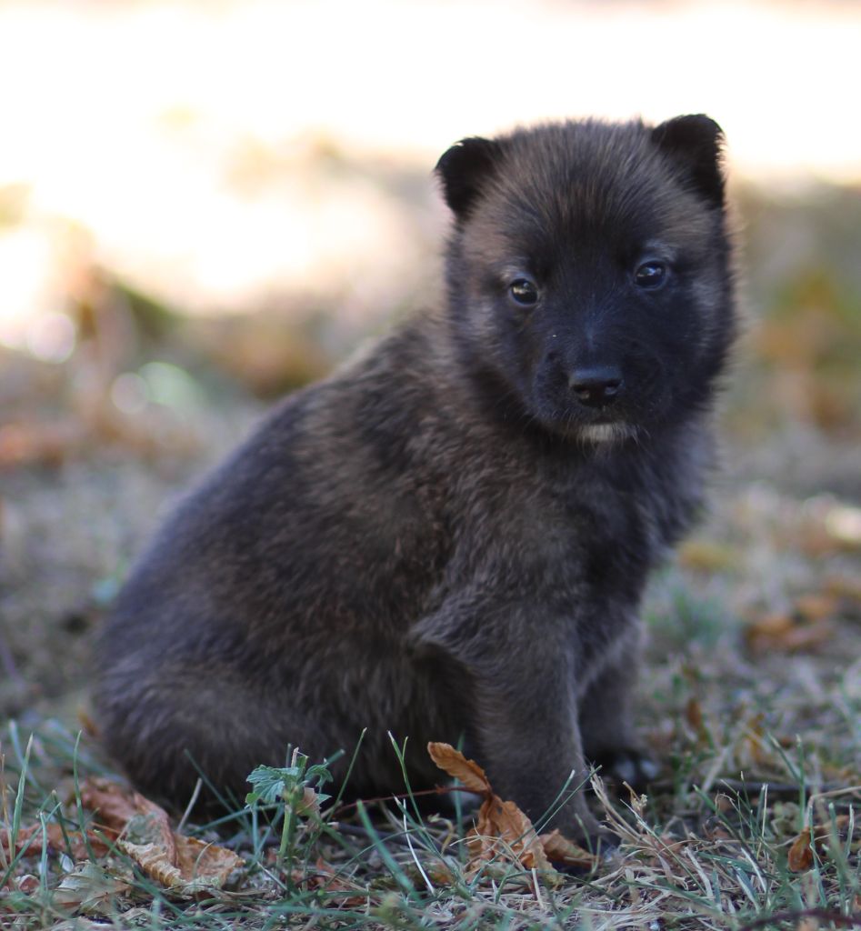 Des Gardiens De La Cigogne - Chiots disponibles - Berger Belge
