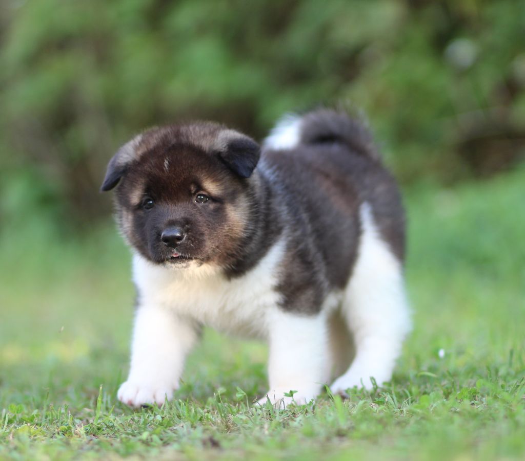 Des Gardiens De La Cigogne - Chiots disponibles - Akita americain