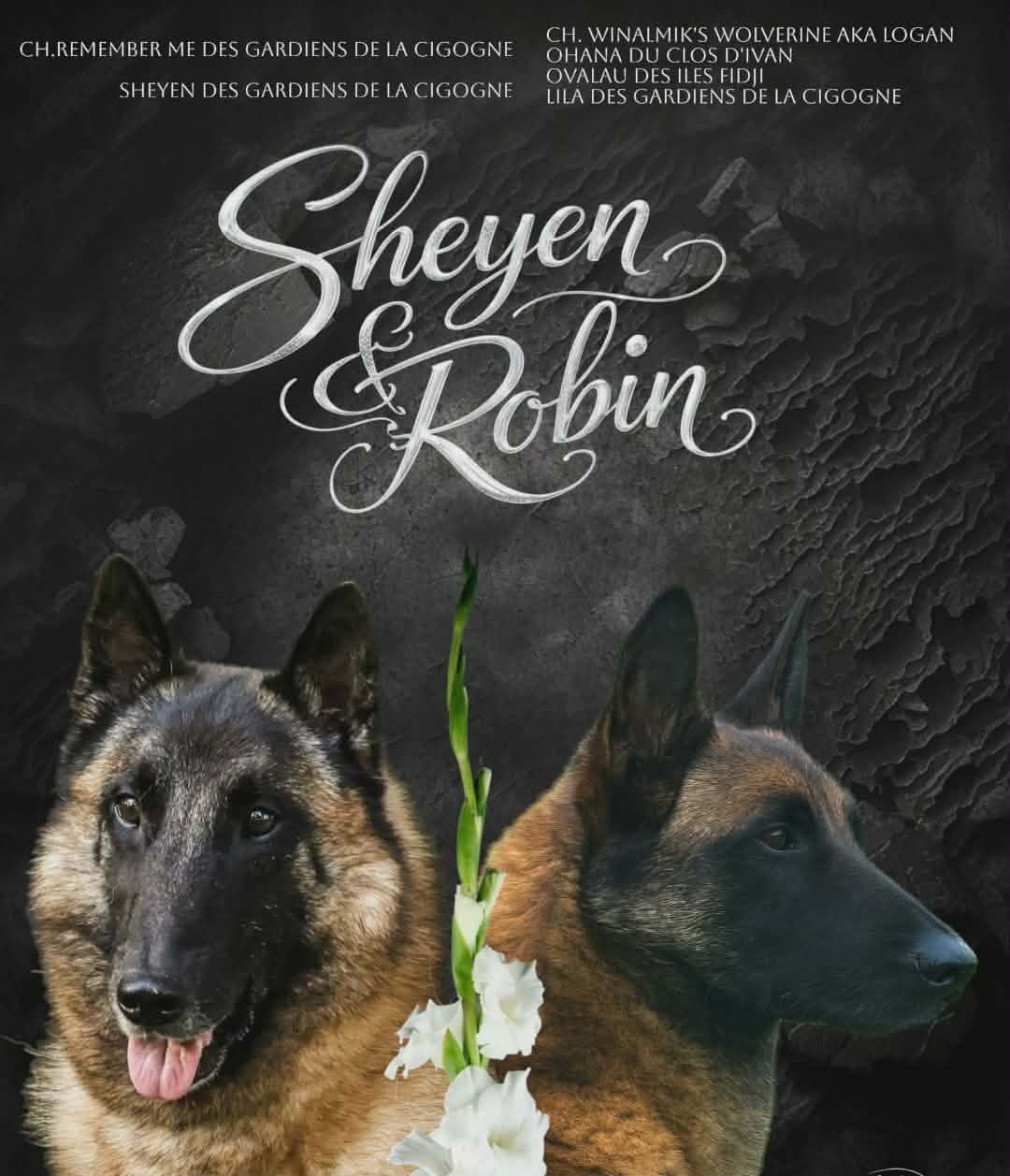 Des Gardiens De La Cigogne - Berger Belge - Portée née le 04/12/2025