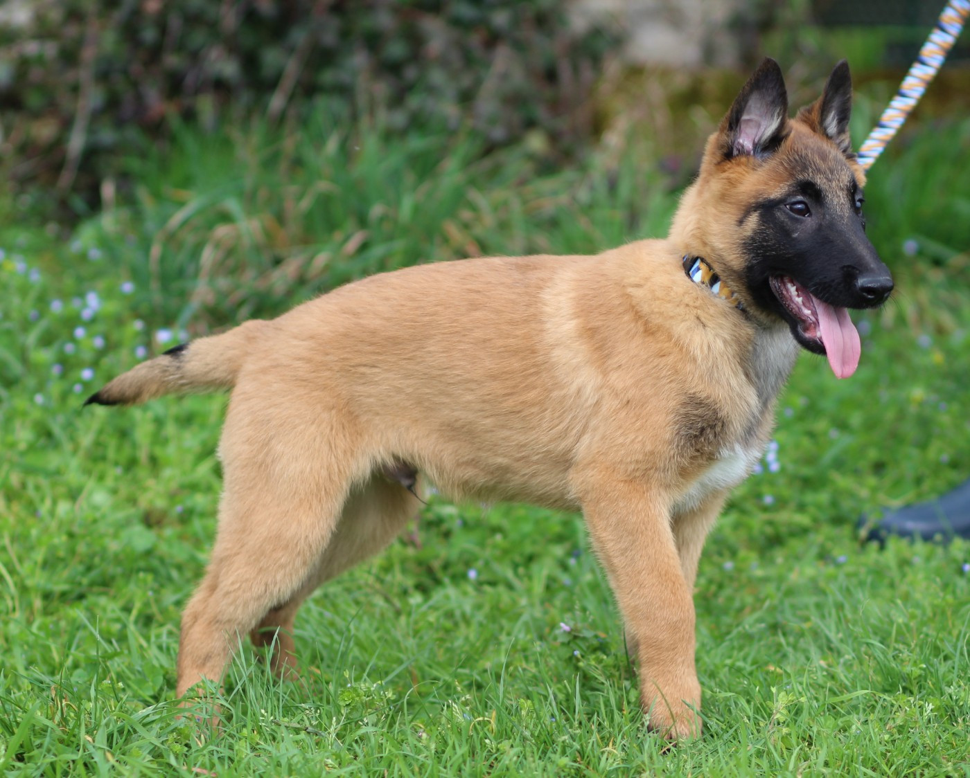 Des Gardiens De La Cigogne - Chiots disponibles - Berger Belge