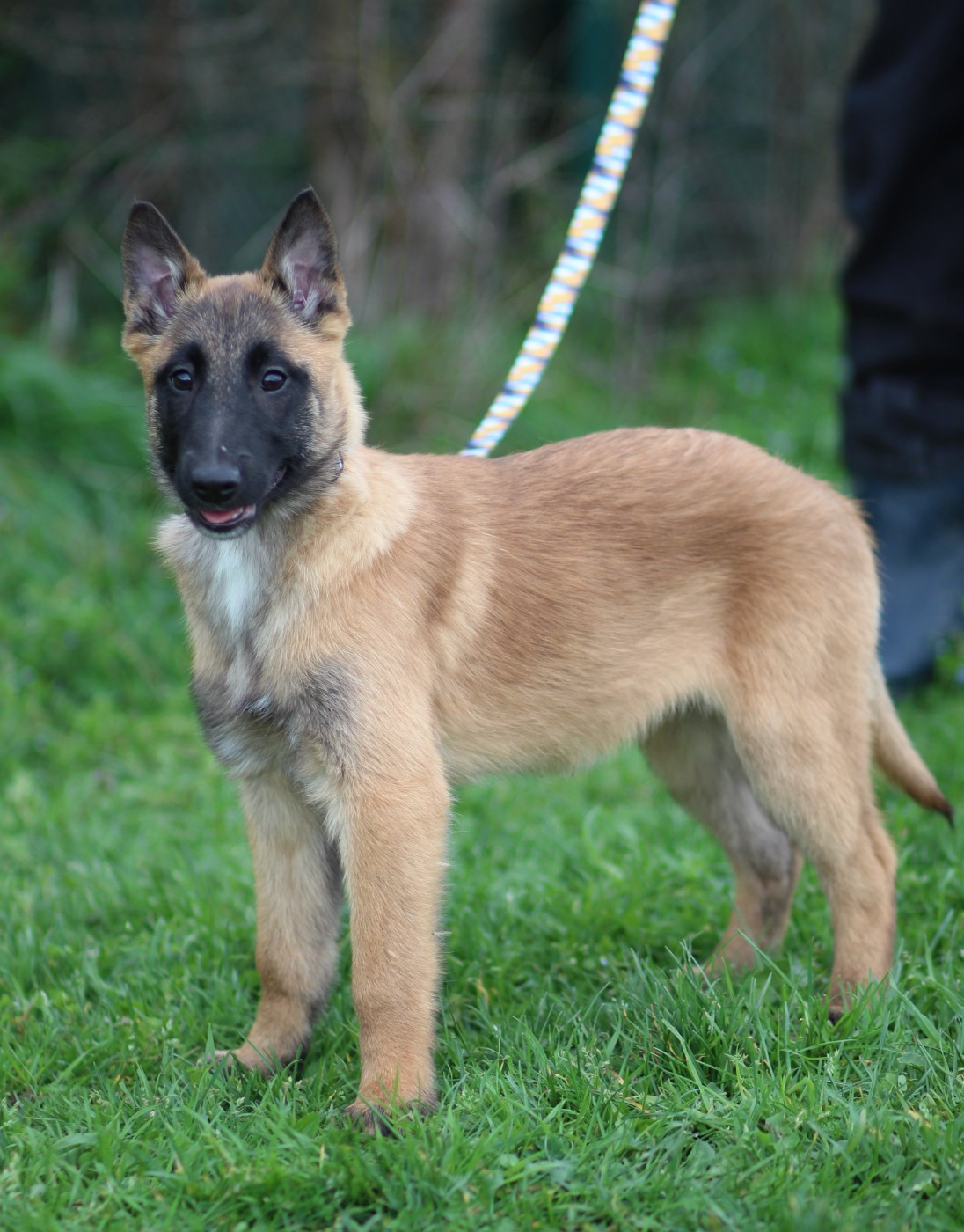 Des Gardiens De La Cigogne - Chiots disponibles - Berger Belge