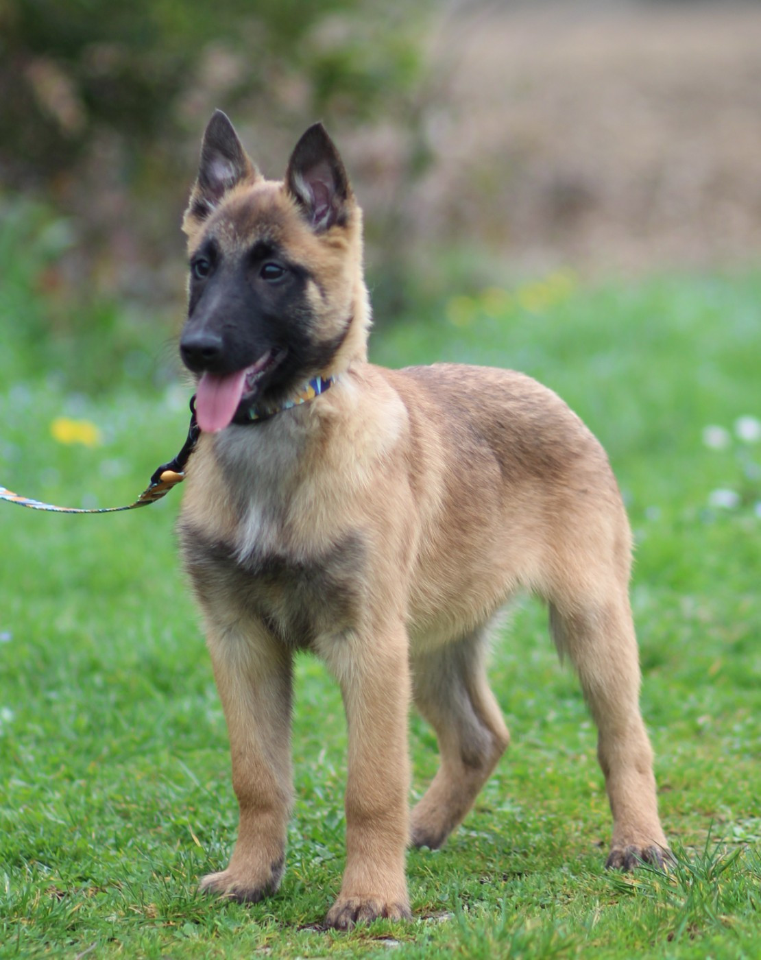 Des Gardiens De La Cigogne - Chiots disponibles - Berger Belge