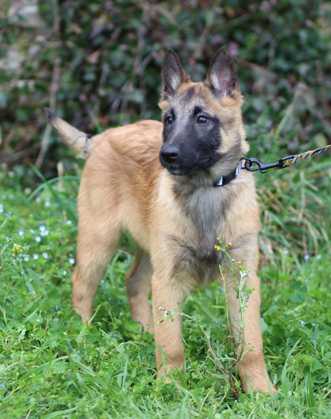 Des Gardiens De La Cigogne - Chiots disponibles - Berger Belge