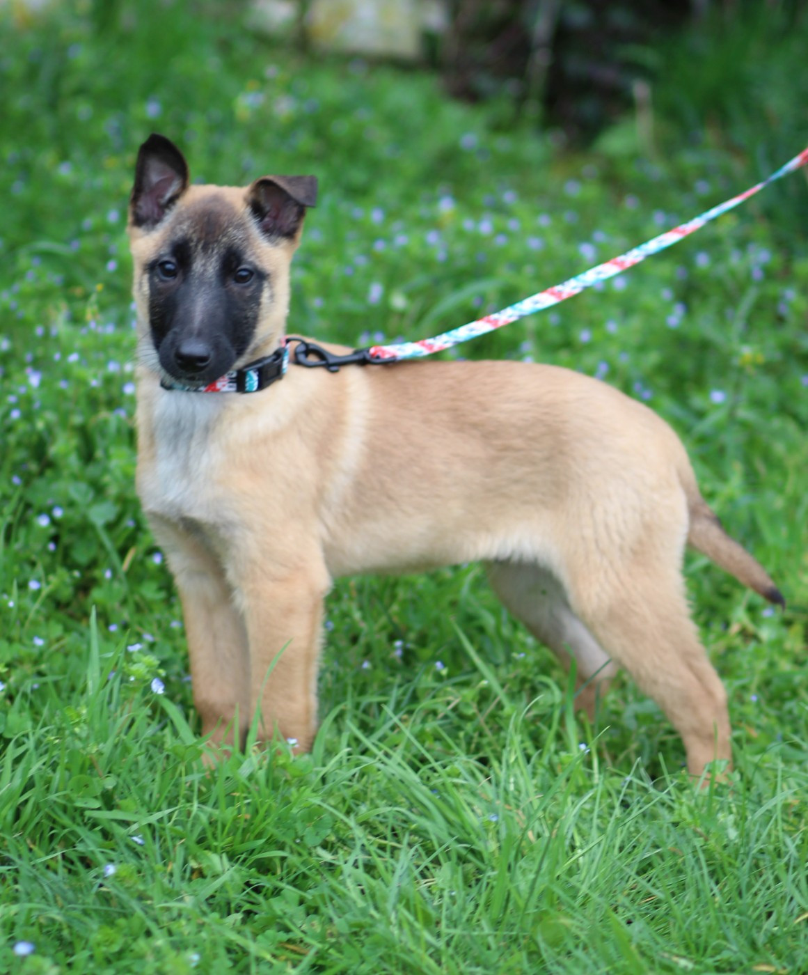 Des Gardiens De La Cigogne - Chiots disponibles - Berger Belge