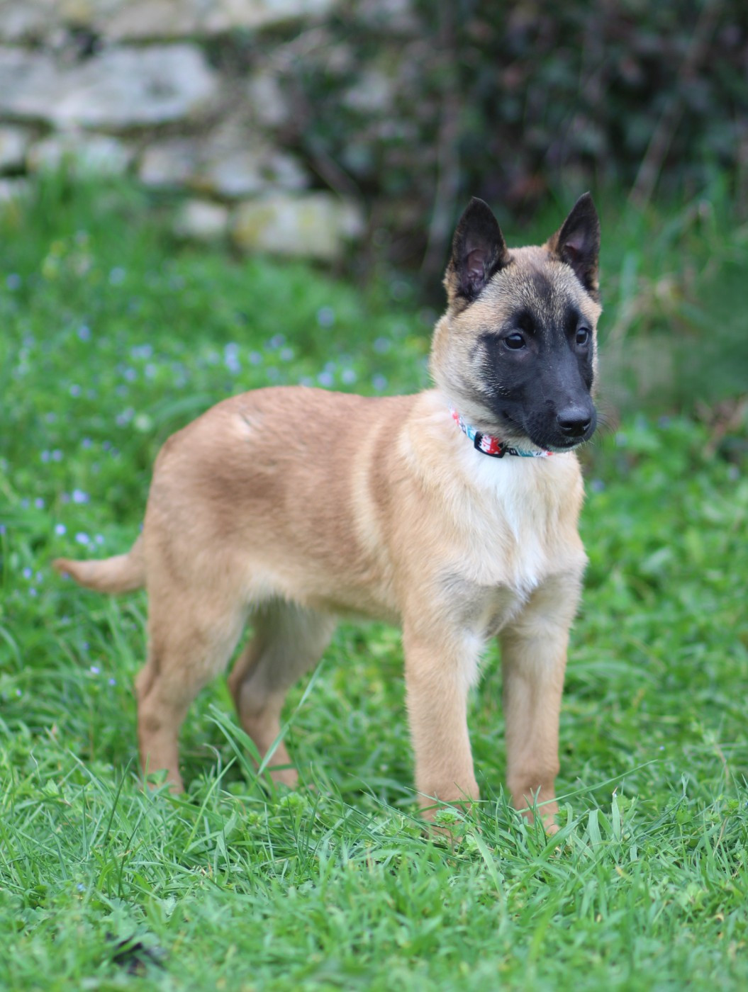 Des Gardiens De La Cigogne - Chiots disponibles - Berger Belge