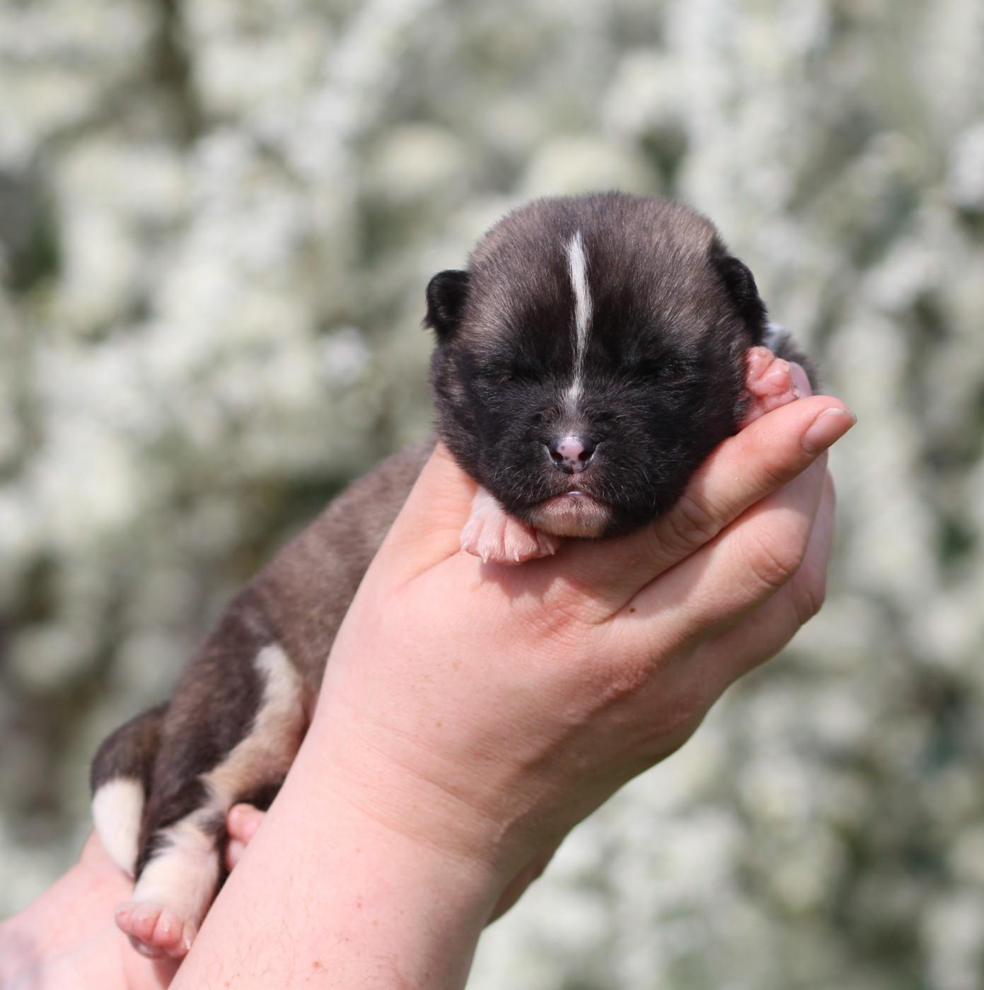 Des Gardiens De La Cigogne - Chiots disponibles - Akita americain