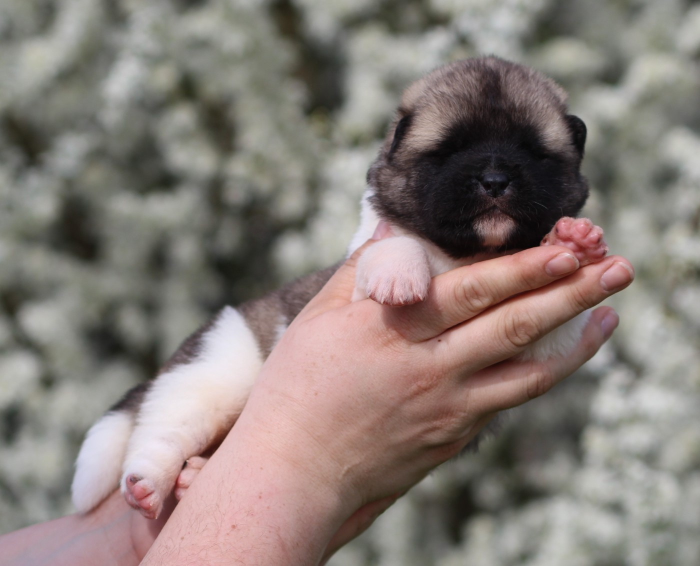 Des Gardiens De La Cigogne - Chiots disponibles - Akita americain