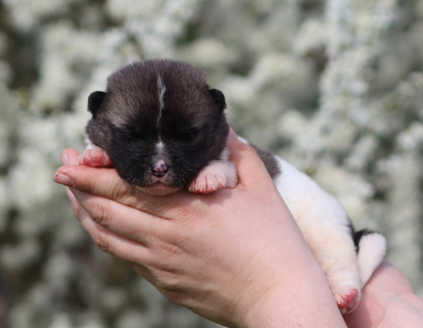 Des Gardiens De La Cigogne - Chiots disponibles - Akita americain