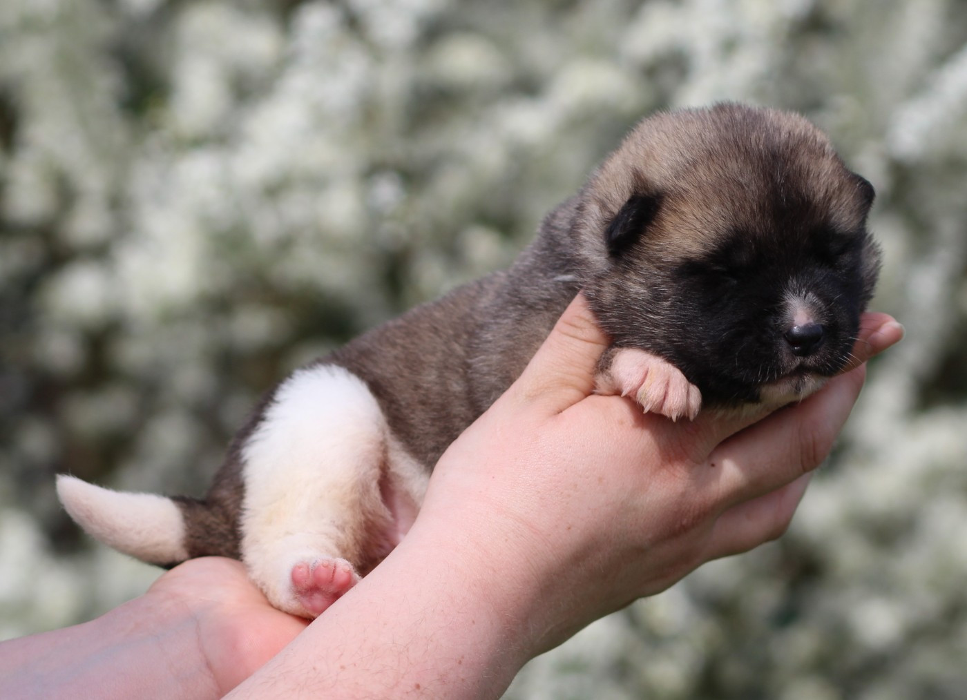 Des Gardiens De La Cigogne - Chiots disponibles - Akita americain