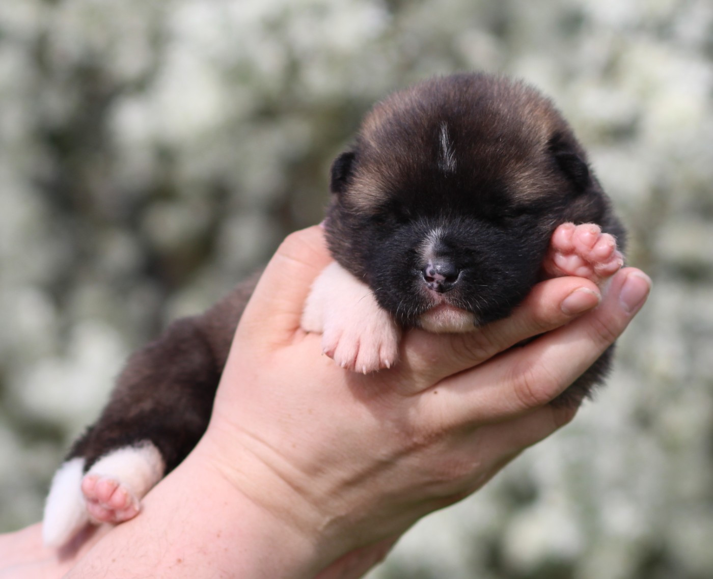 Des Gardiens De La Cigogne - Chiots disponibles - Akita americain