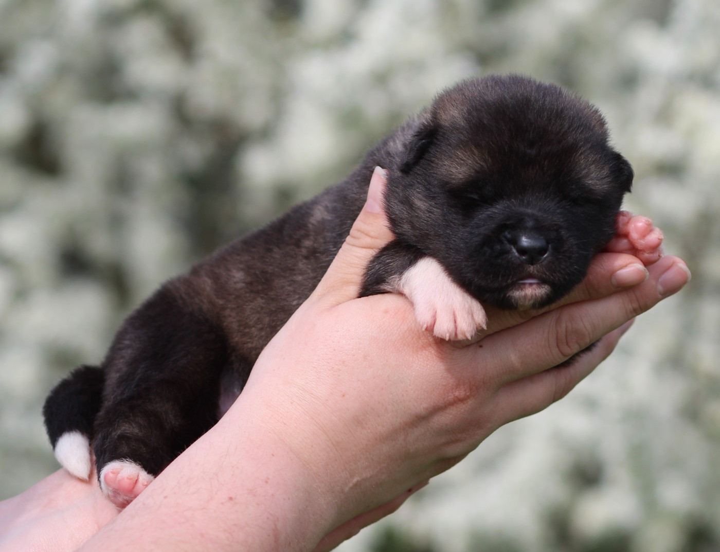 Des Gardiens De La Cigogne - Chiots disponibles - Akita americain