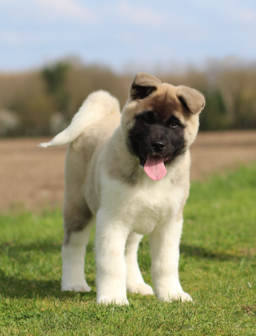 Des Gardiens De La Cigogne - Chiots disponibles - Akita americain