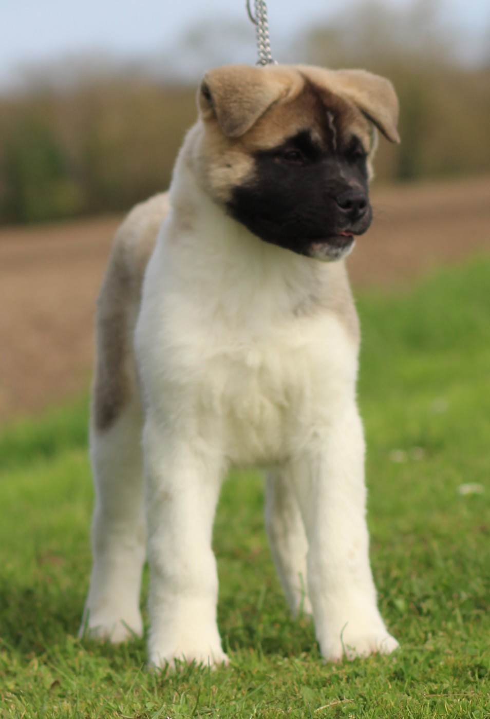 Des Gardiens De La Cigogne - Chiots disponibles - Akita americain