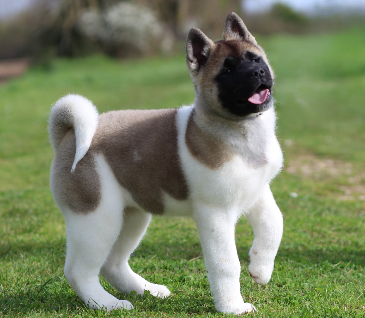 Des Gardiens De La Cigogne - Chiots disponibles - Akita americain
