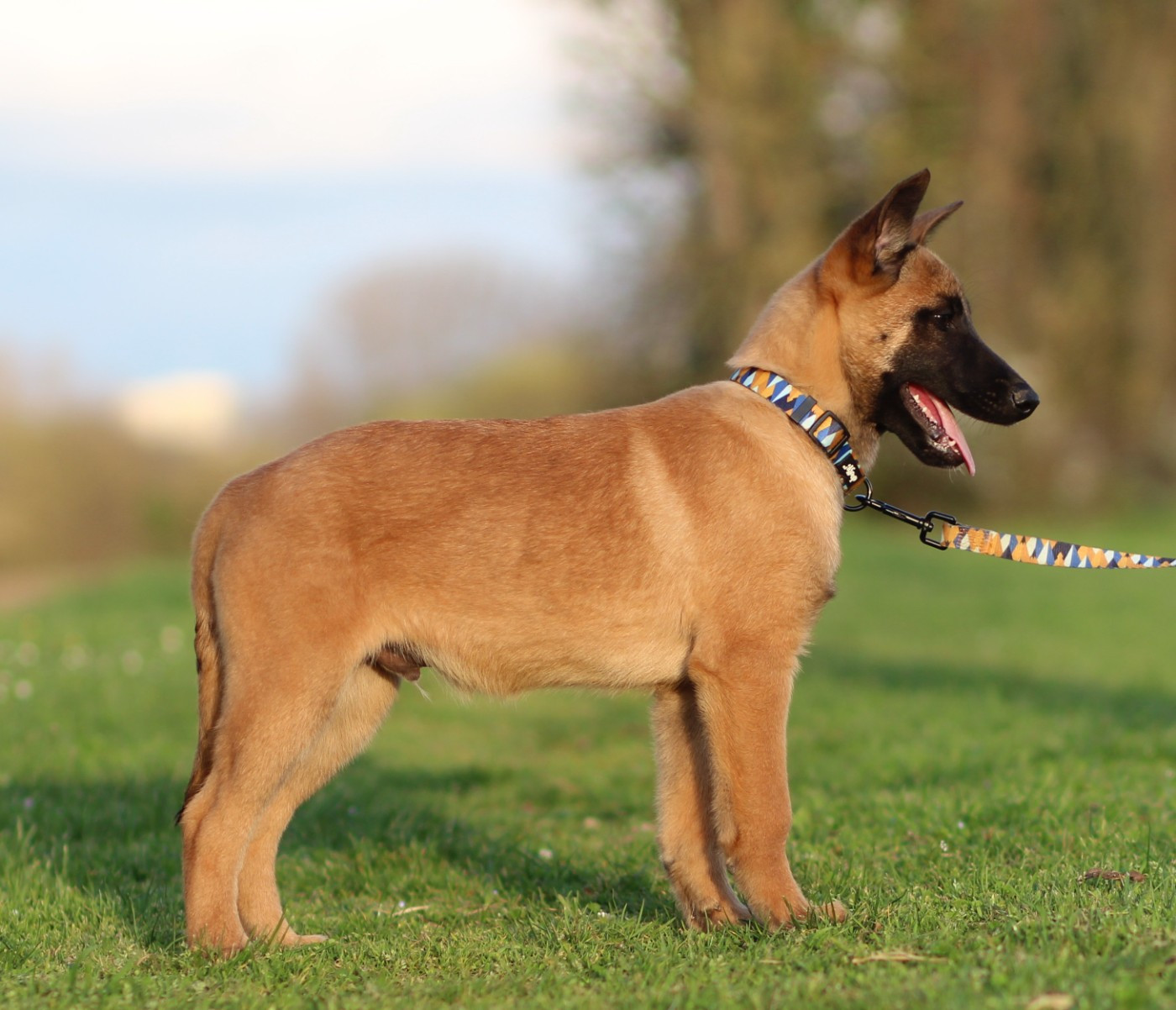 Des Gardiens De La Cigogne - Chiots disponibles - Berger Belge