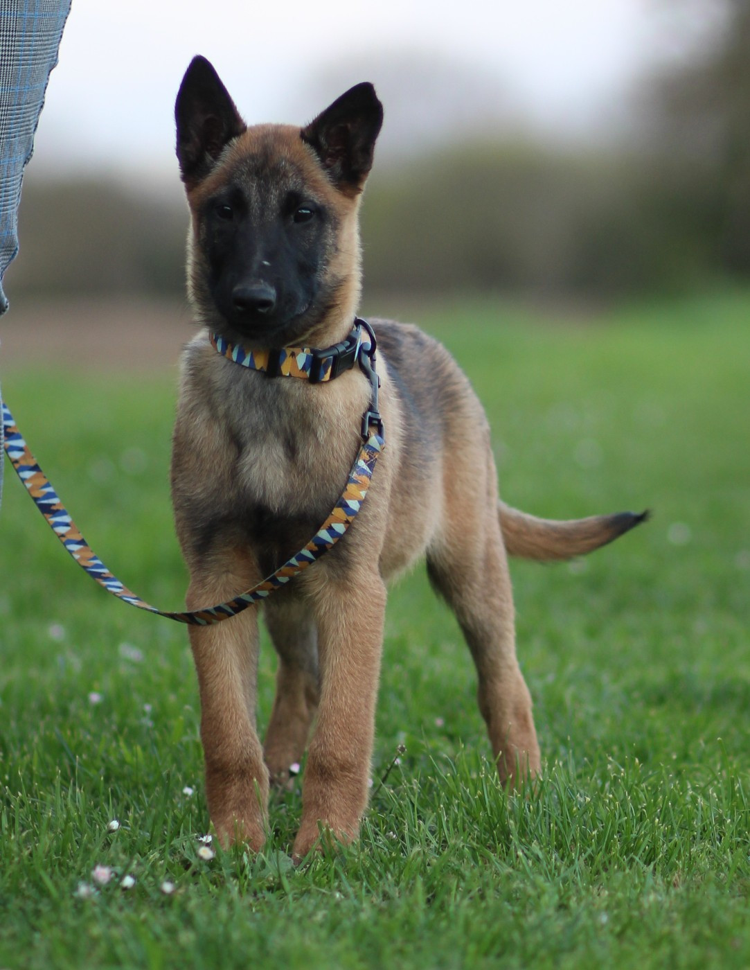 Des Gardiens De La Cigogne - Chiots disponibles - Berger Belge