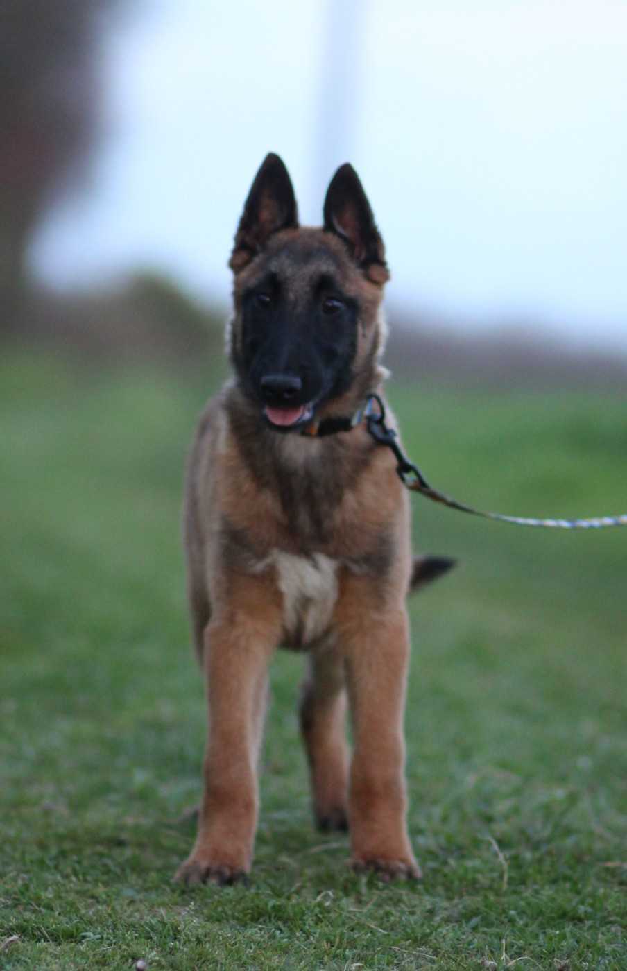 Des Gardiens De La Cigogne - Chiots disponibles - Berger Belge