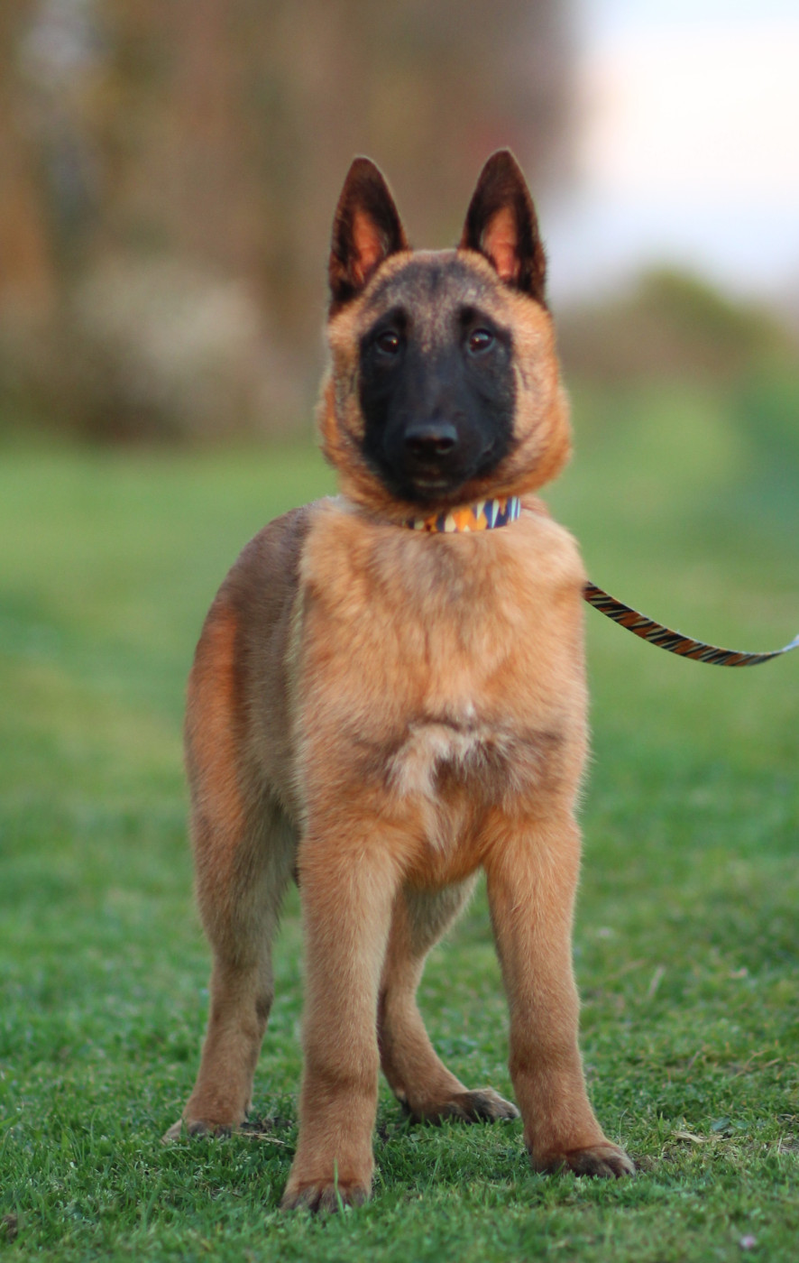 Des Gardiens De La Cigogne - Chiots disponibles - Berger Belge