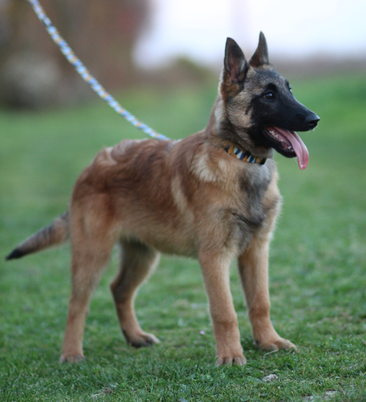 Des Gardiens De La Cigogne - Chiots disponibles - Berger Belge