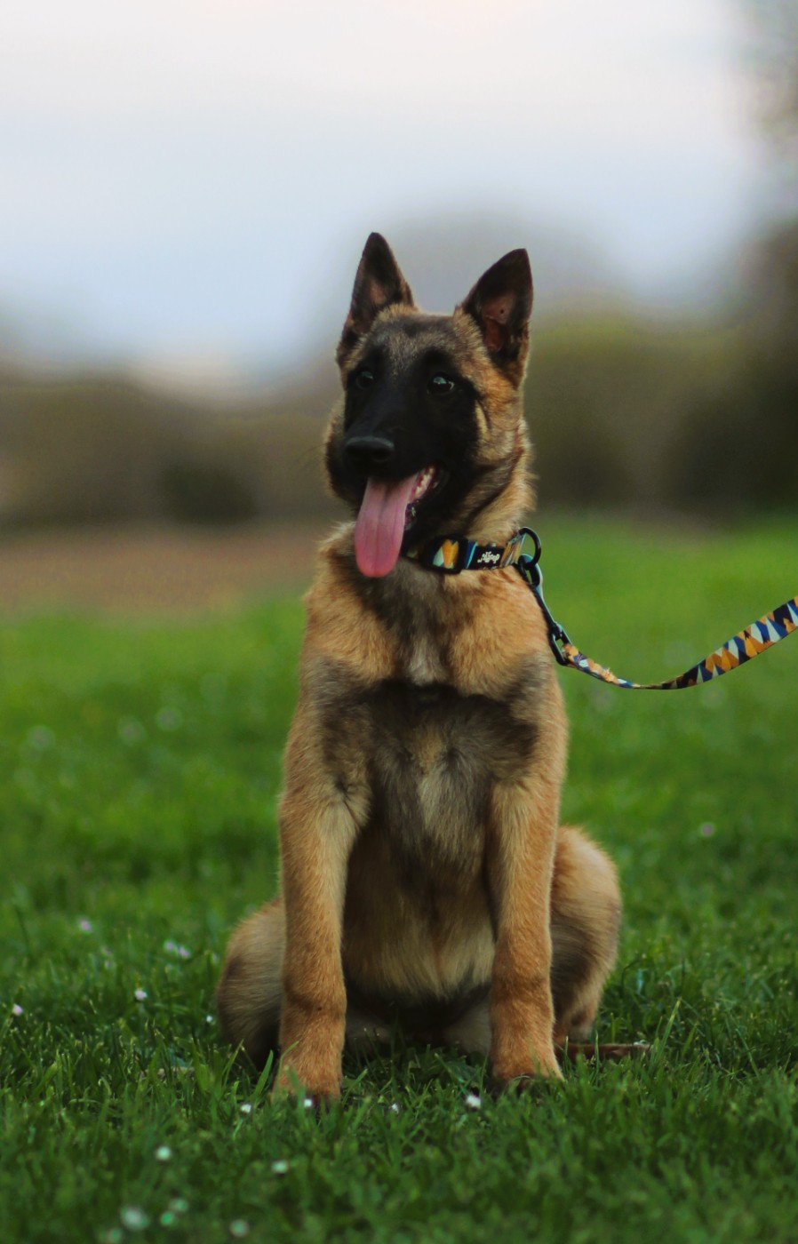 Des Gardiens De La Cigogne - Chiots disponibles - Berger Belge