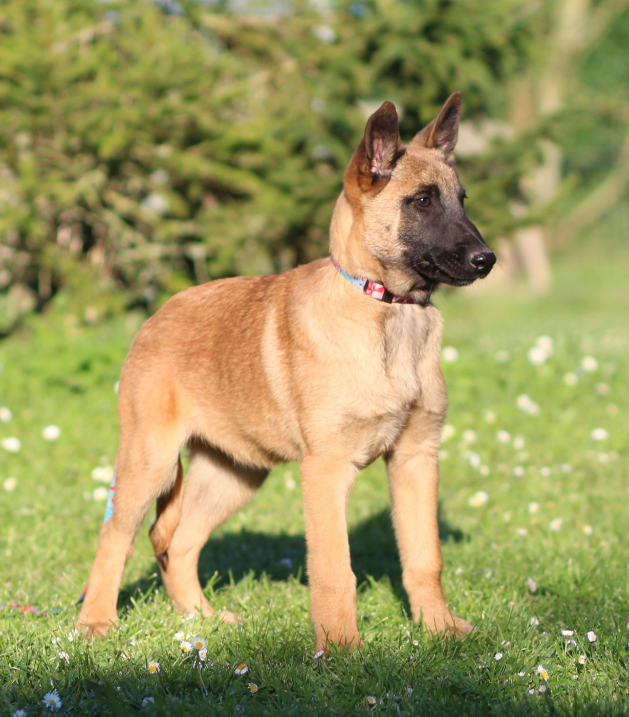 Des Gardiens De La Cigogne - Chiots disponibles - Berger Belge