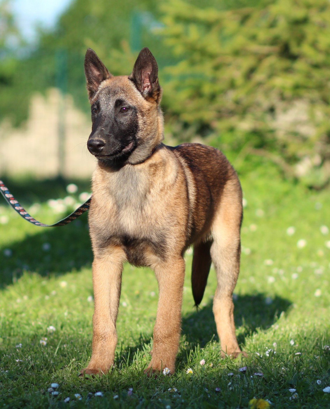 Des Gardiens De La Cigogne - Chiots disponibles - Berger Belge