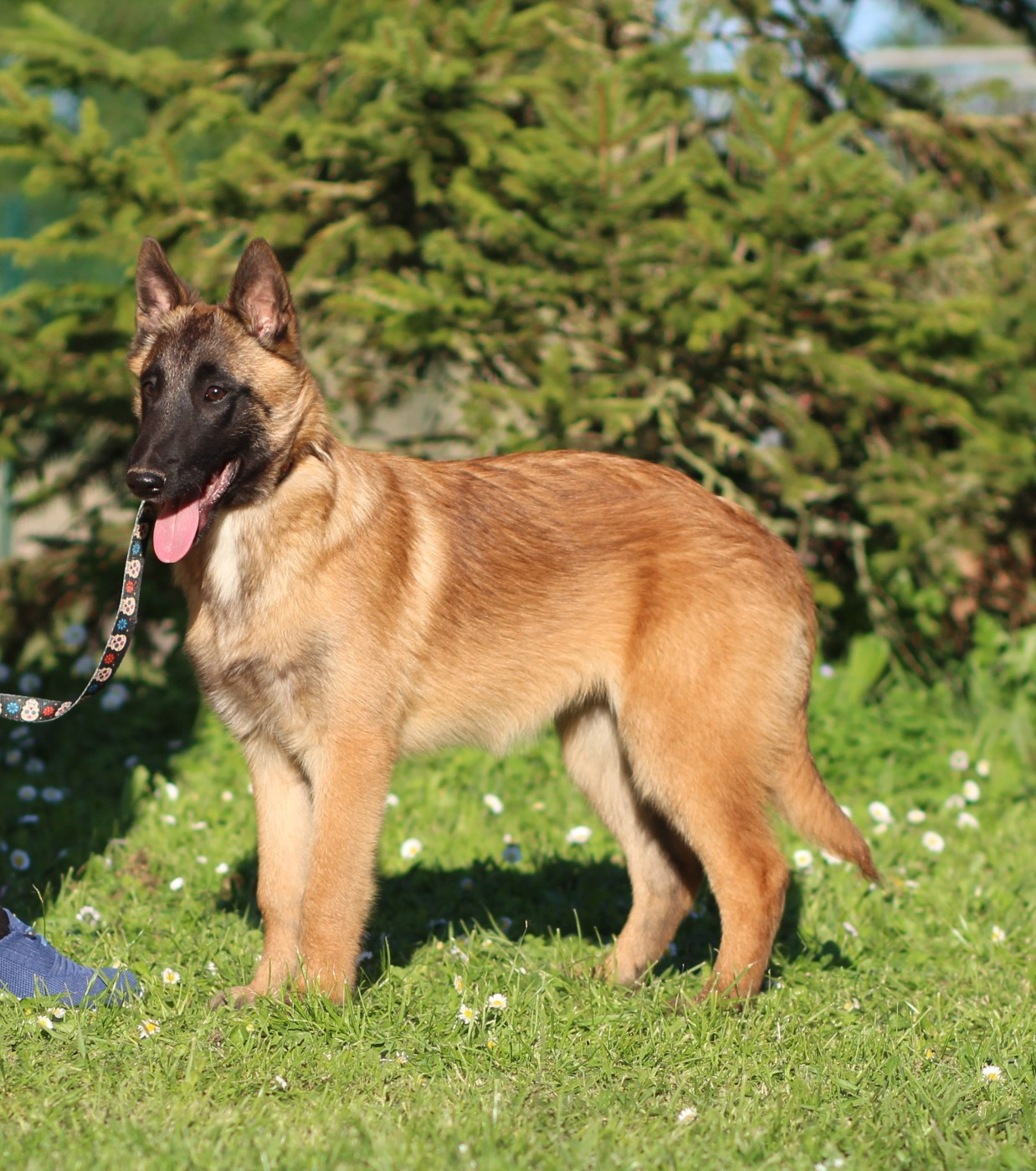 Des Gardiens De La Cigogne - Chiots disponibles - Berger Belge