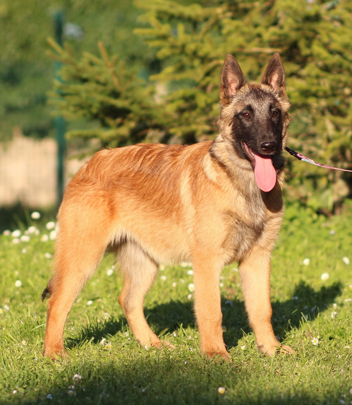 Des Gardiens De La Cigogne - Chiots disponibles - Berger Belge