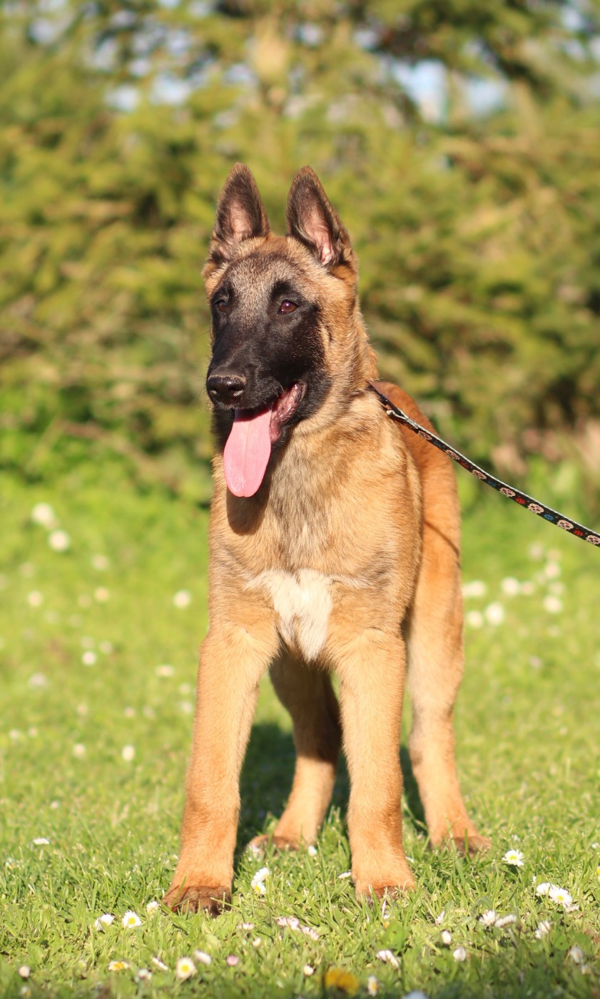 Des Gardiens De La Cigogne - Chiots disponibles - Berger Belge