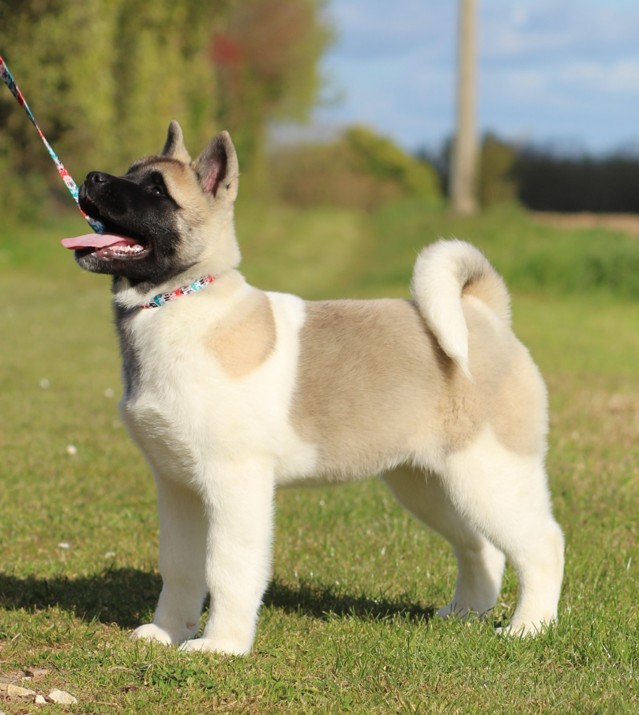 Des Gardiens De La Cigogne - Chiots disponibles - Akita americain