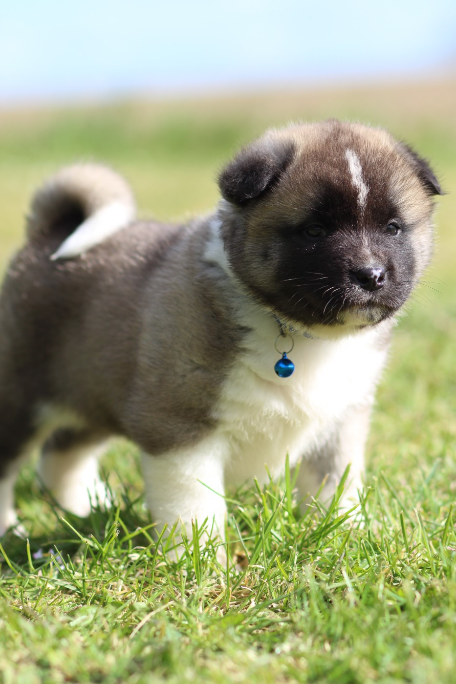 Des Gardiens De La Cigogne - Chiots disponibles - Akita americain