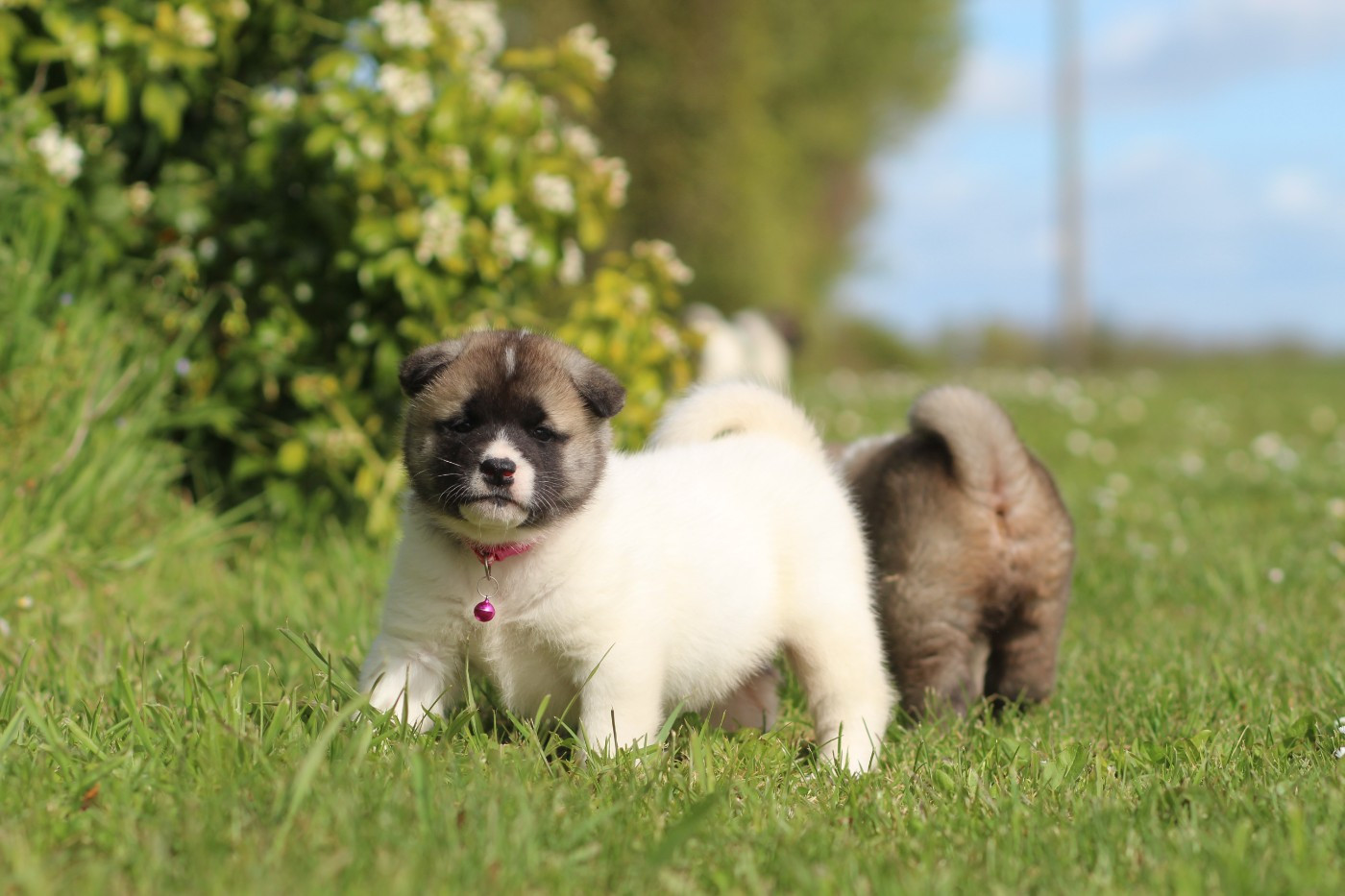 Des Gardiens De La Cigogne - Chiots disponibles - Akita americain