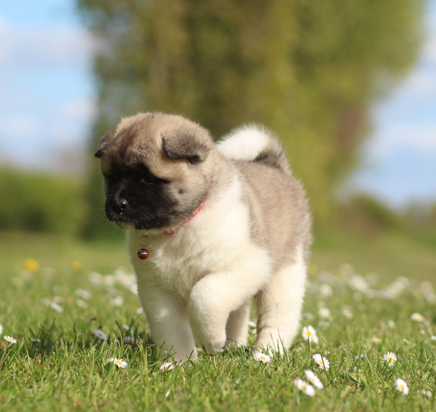 Des Gardiens De La Cigogne - Chiots disponibles - Akita americain
