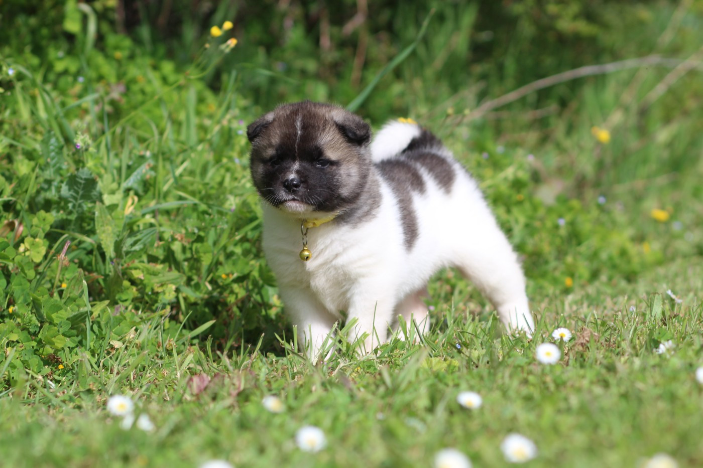 Des Gardiens De La Cigogne - Chiots disponibles - Akita americain