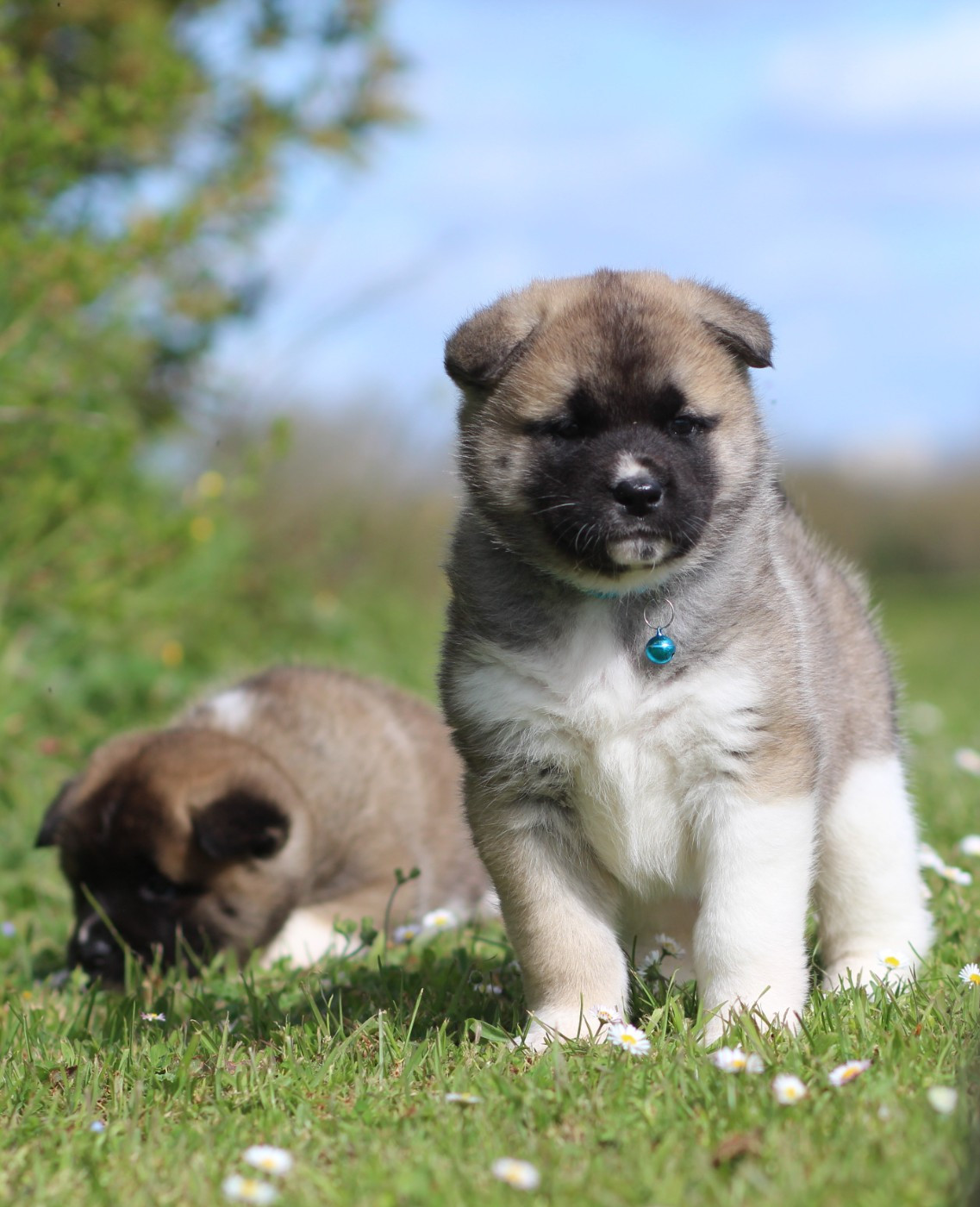 Des Gardiens De La Cigogne - Chiots disponibles - Akita americain