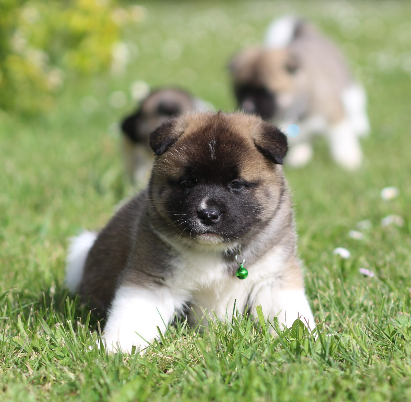 Des Gardiens De La Cigogne - Chiots disponibles - Akita americain