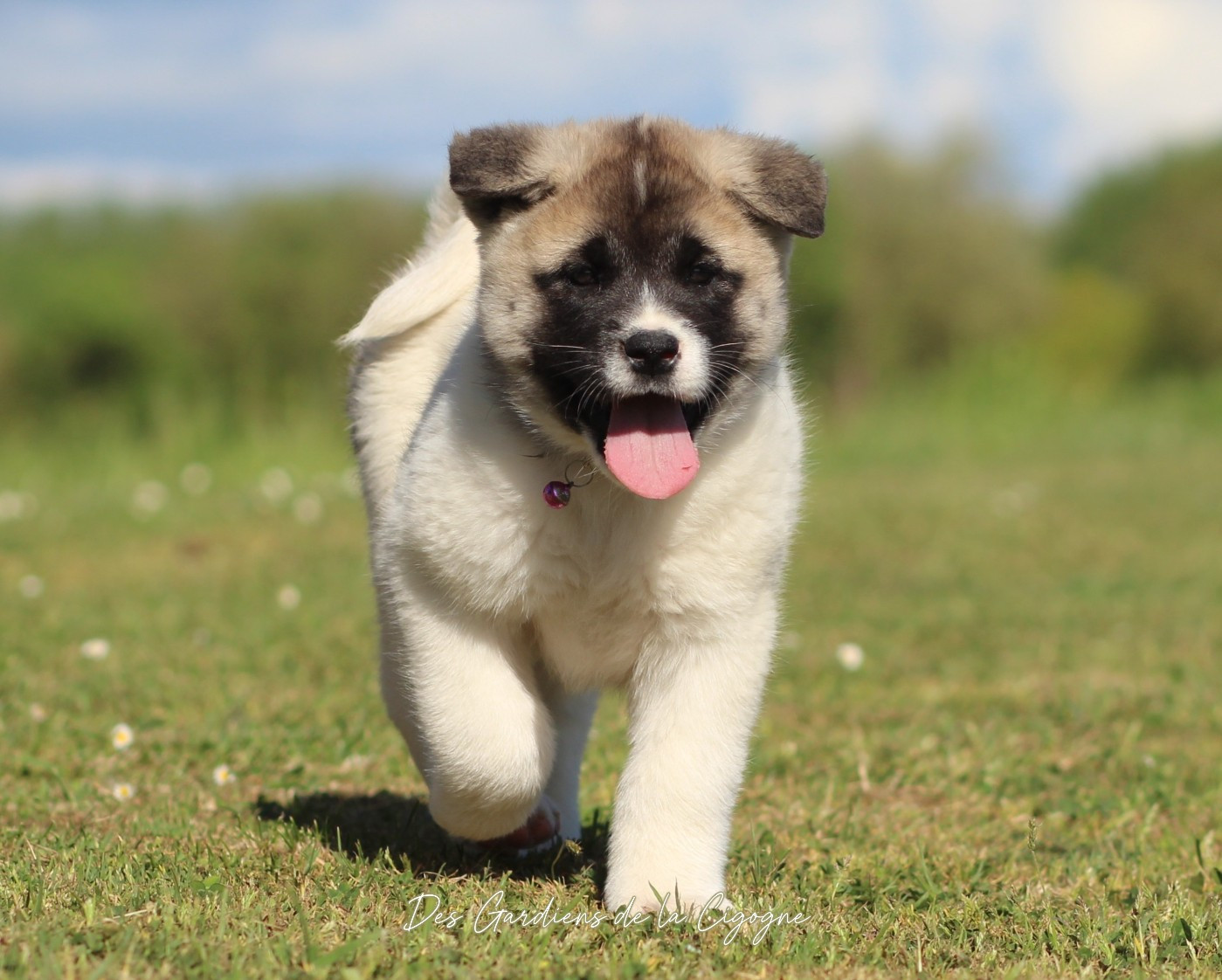 Des Gardiens De La Cigogne - Chiots disponibles - Akita americain