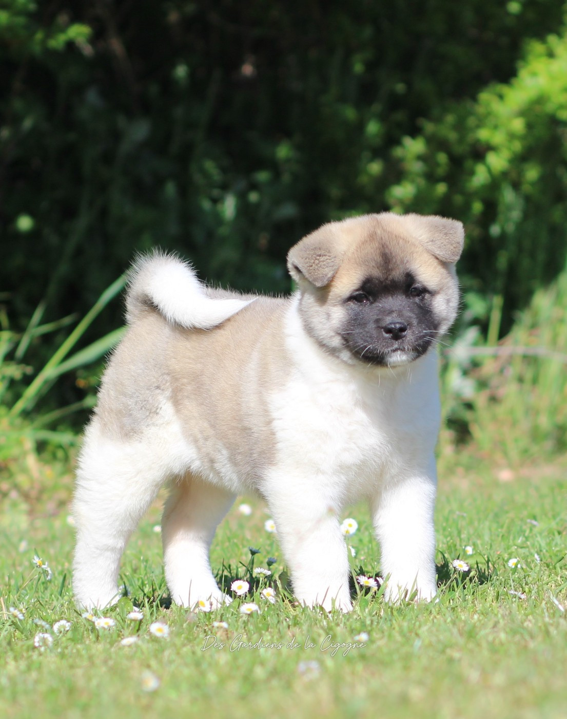 Des Gardiens De La Cigogne - Chiots disponibles - Akita americain
