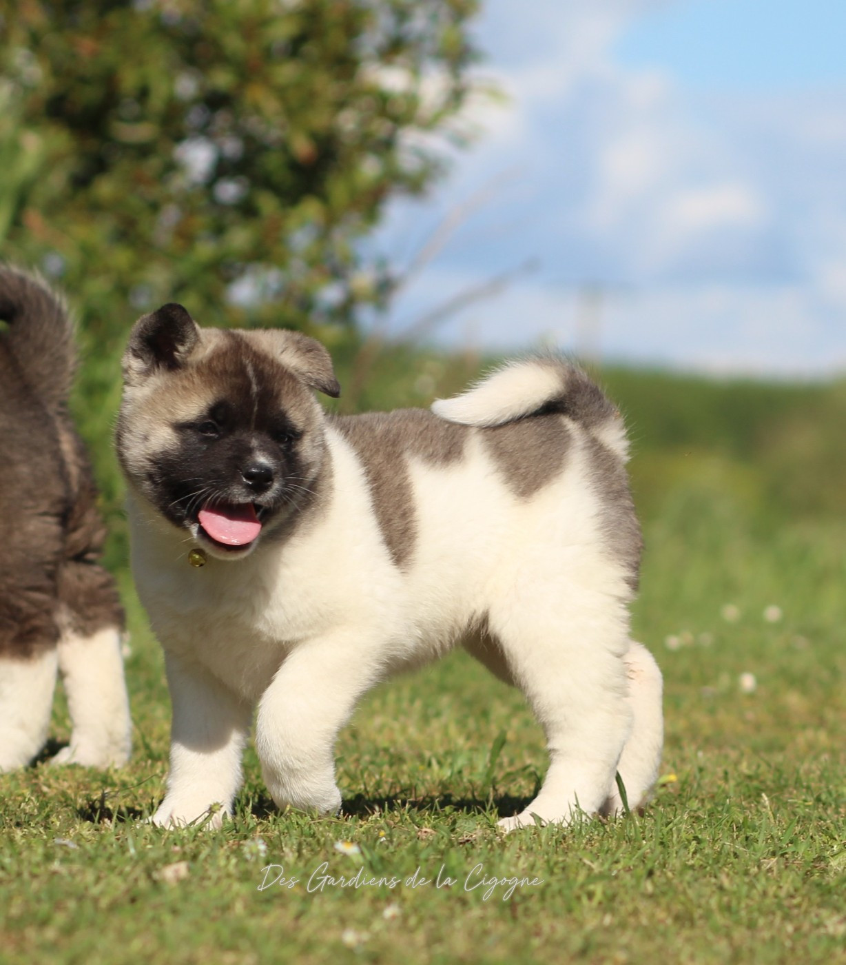 Des Gardiens De La Cigogne - Chiots disponibles - Akita americain