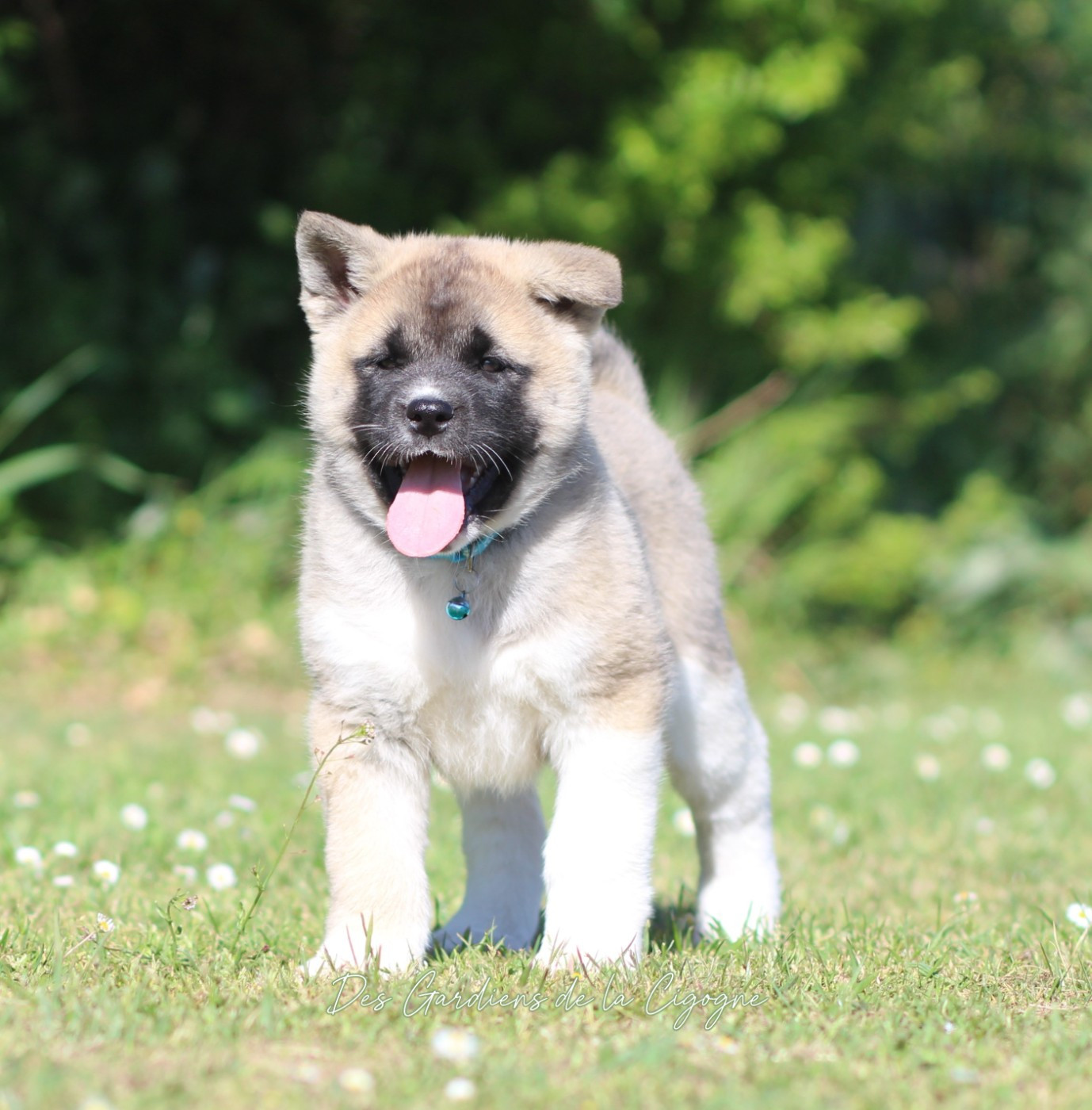 Des Gardiens De La Cigogne - Chiots disponibles - Akita americain