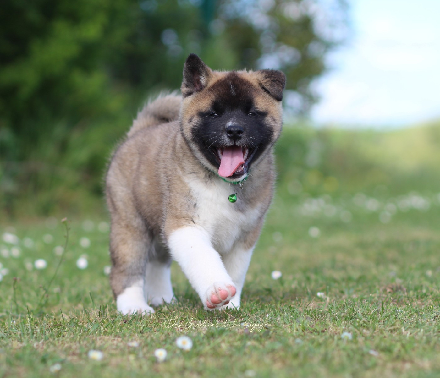 Des Gardiens De La Cigogne - Chiots disponibles - Akita americain