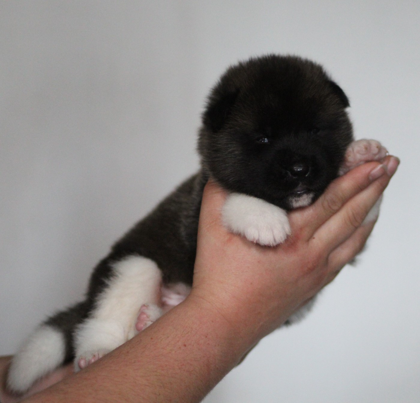 Des Gardiens De La Cigogne - Chiots disponibles - Akita americain