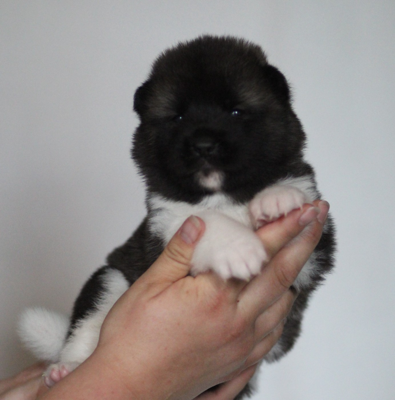 Des Gardiens De La Cigogne - Chiots disponibles - Akita americain