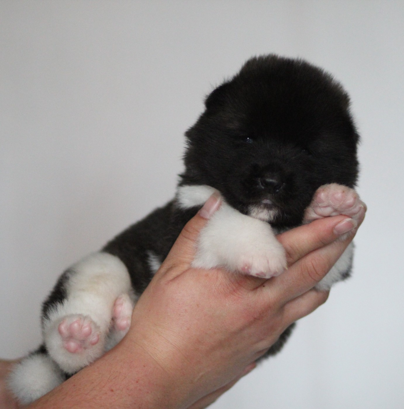 Des Gardiens De La Cigogne - Chiots disponibles - Akita americain