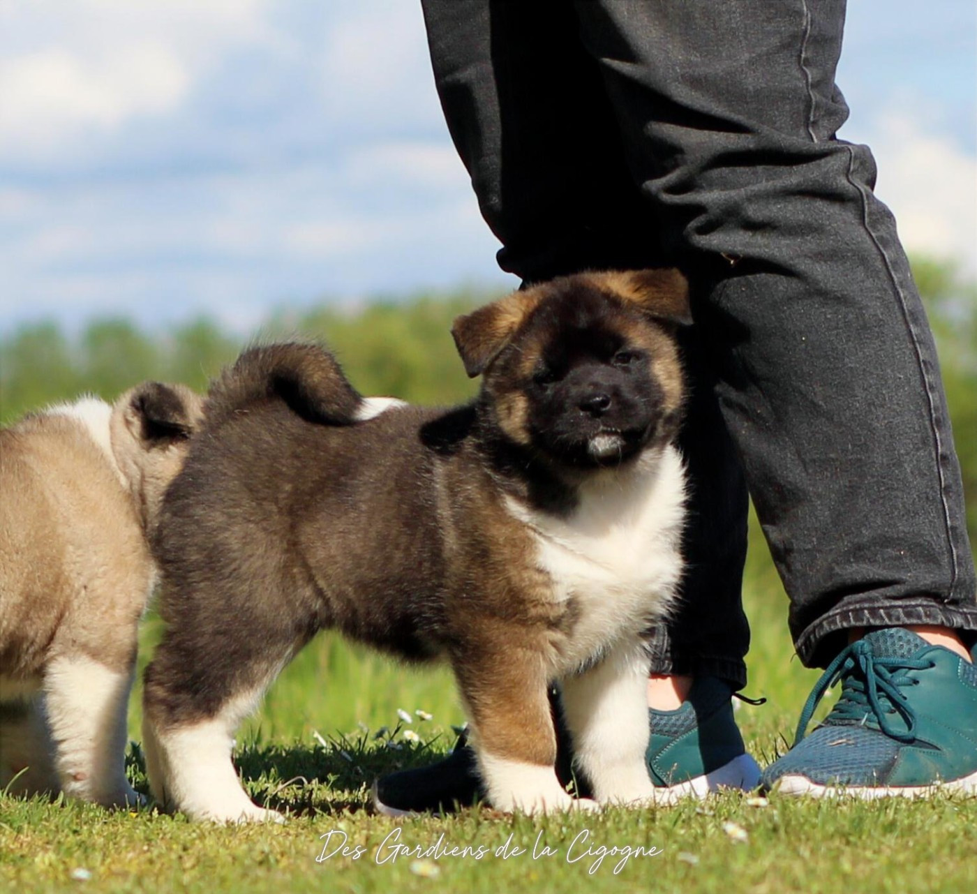 Des Gardiens De La Cigogne - Chiots disponibles - Akita americain