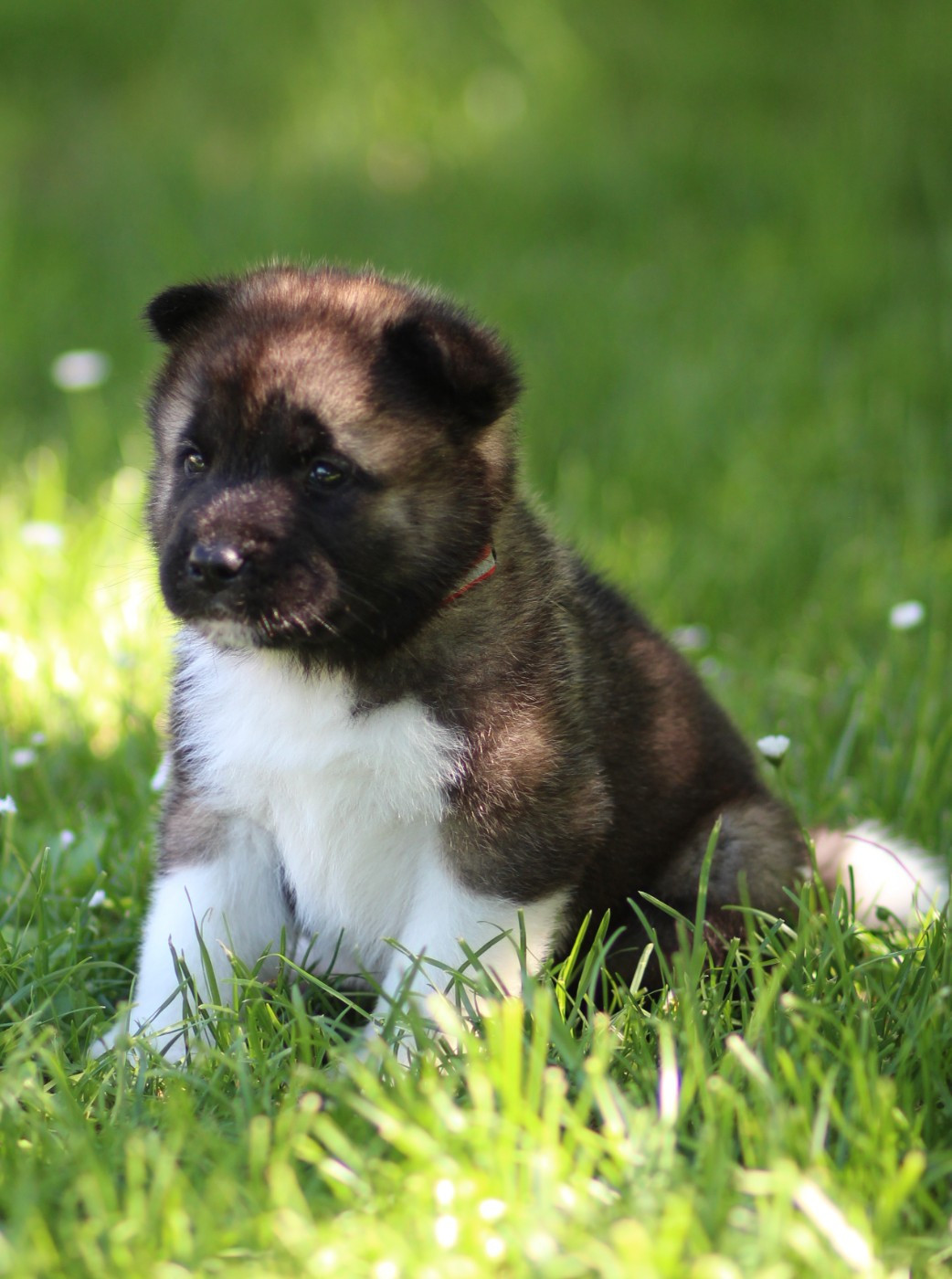 Des Gardiens De La Cigogne - Chiots disponibles - Akita americain
