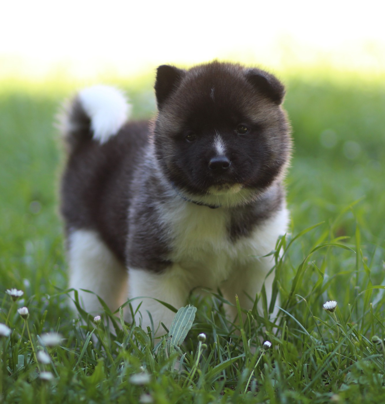 Des Gardiens De La Cigogne - Chiots disponibles - Akita americain